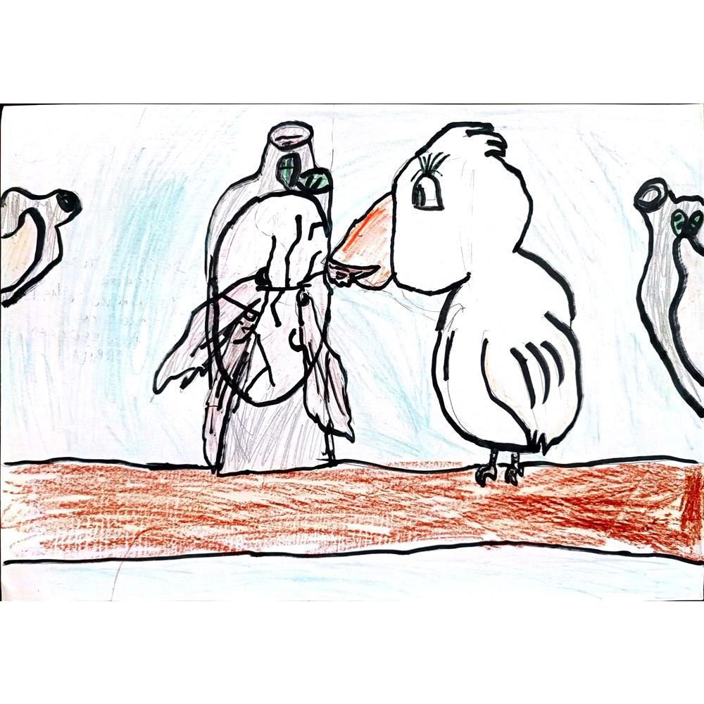 Aova Matukoluh 29x21cm Orijinal Karikatür BOD00345